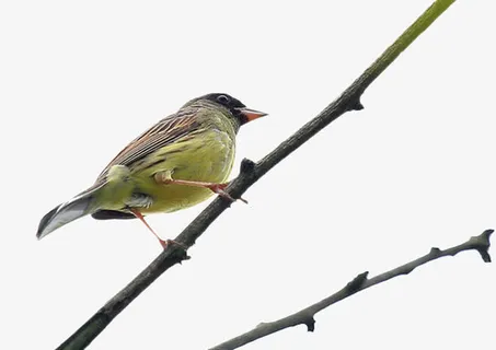 树枝上的小鸟免抠