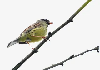 树枝上的小鸟免抠