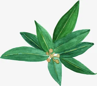 卡通绿叶装饰手绘文艺小清新免抠