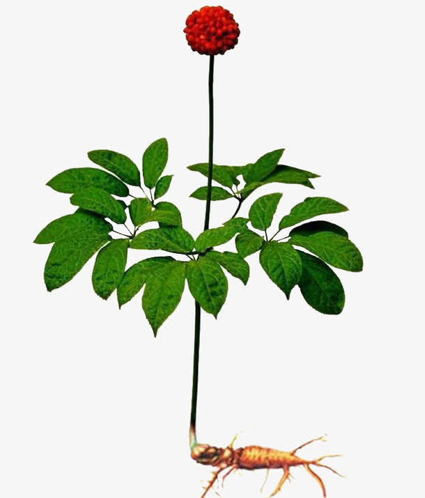 植物保健免抠