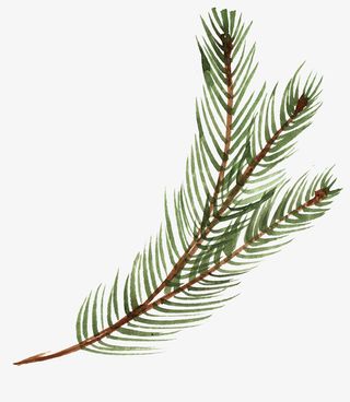绿色手绘的松树枝免抠