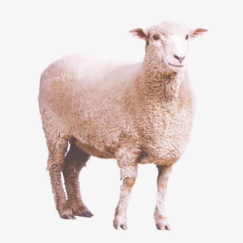 山羊免抠
