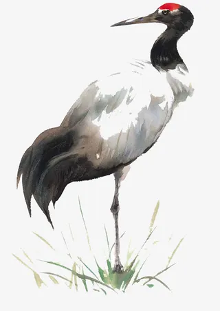 水墨丹顶鹤免抠