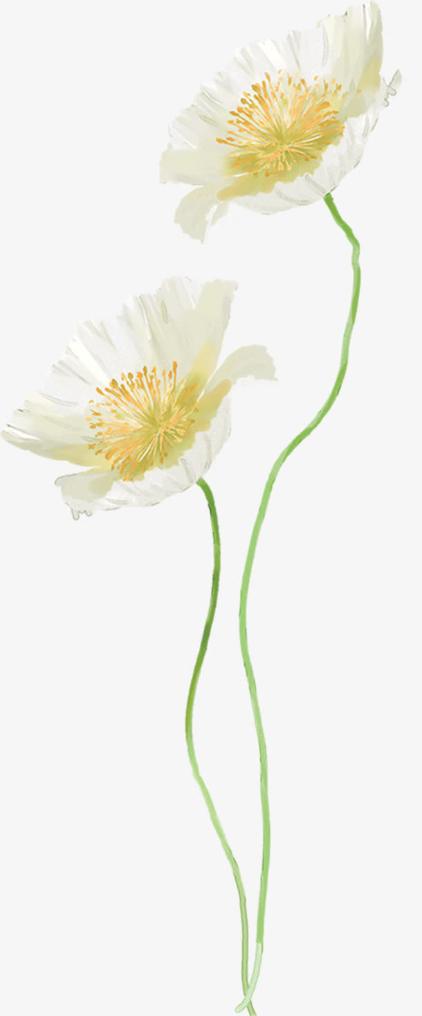 中秋节白色手绘花朵免抠