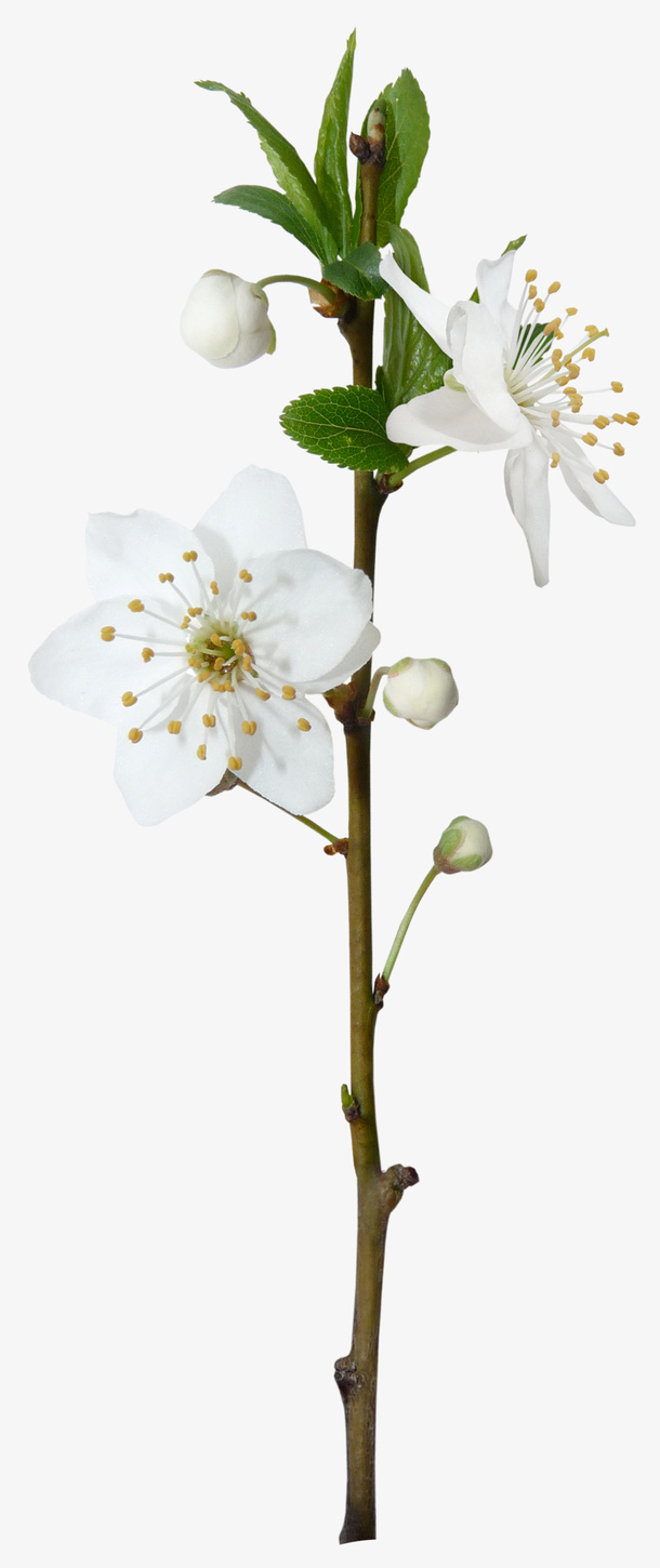 樱花免抠