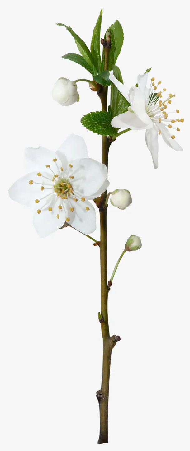 樱花免抠