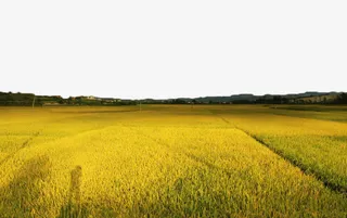 丰收的稻田免抠