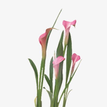 花朵免抠