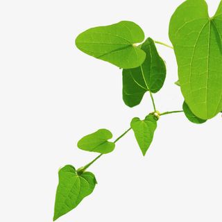 春天的绿之芽免抠