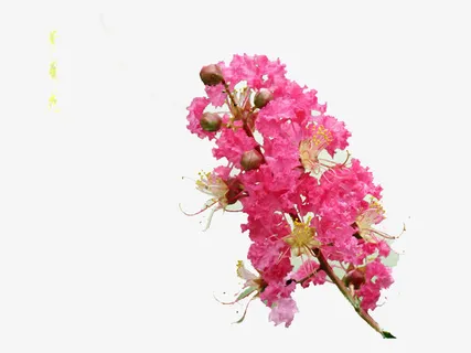 不带叶紫薇花免抠 不带叶紫薇花免抠