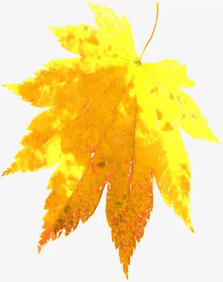 枫叶主题四季背景图片