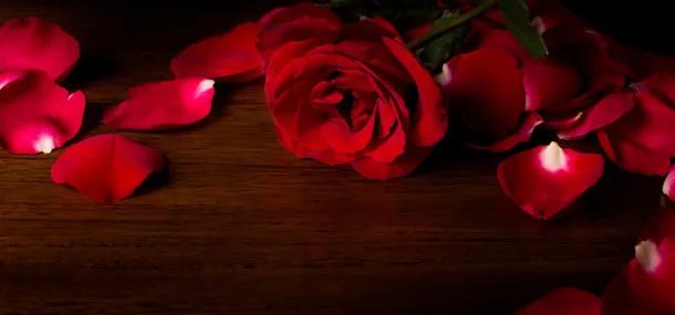 玫瑰花瓣摄影免抠