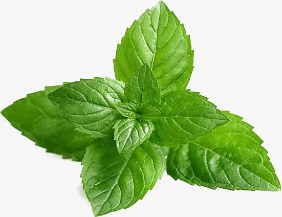 实物绿色薄荷叶免抠