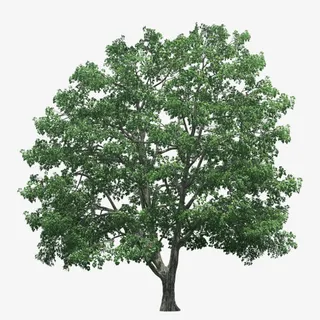 绿色树免抠