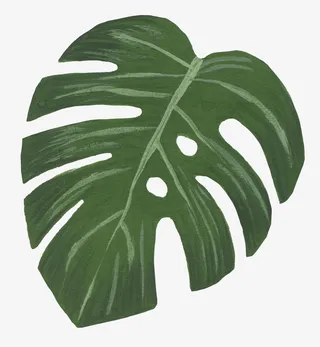 手绘装饰花草免抠免抠