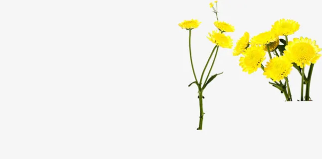 春天黄色蒲公英装饰免抠