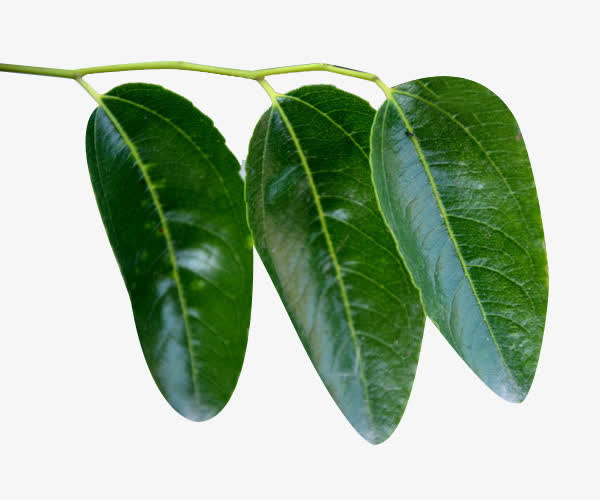 三片绿枣叶图片素材免抠