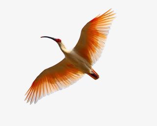 国家保护动物朱鹮免抠