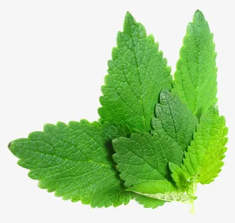 绿色高清草本植物薄荷免抠 绿色高清草本植物薄荷免抠
