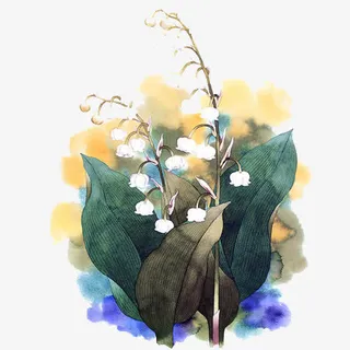 灯笼花手绘免抠