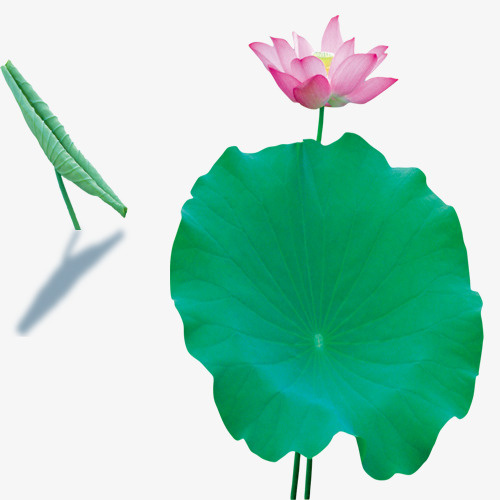 盛开荷花，夏季，荷叶，植物免抠