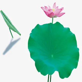 盛开荷花，夏季，荷叶，植物免抠