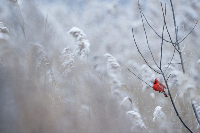 冬天雪景自然风景高清