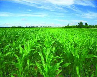 童年的玉米地高清