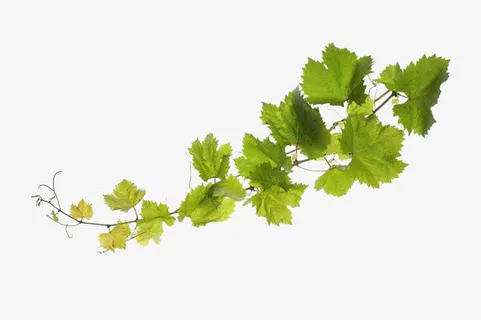 绿色葡萄藤免抠动植物植物元素