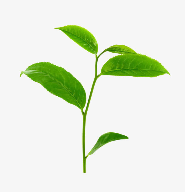 嫩茶免抠素材免抠动植物植物元素