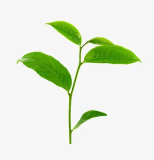 嫩茶免抠素材免抠动植物植物元素 嫩茶免抠素材免抠动植物植物元素