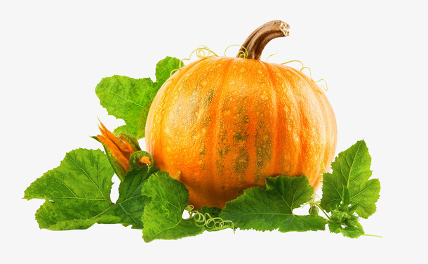 成熟的南瓜免抠