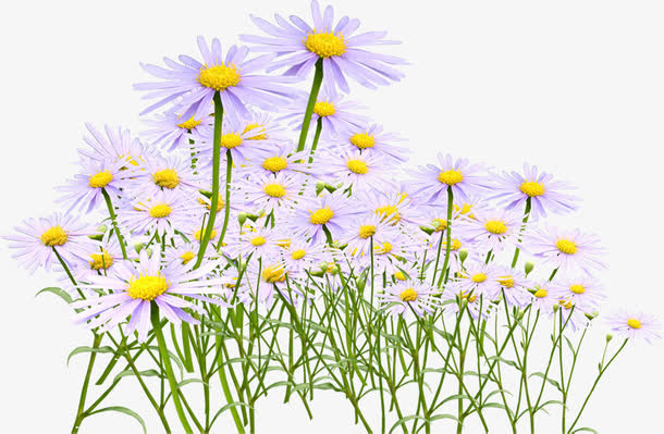 雏菊主题幸福一家素材免抠
