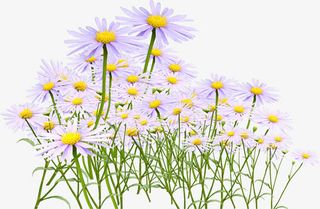 雏菊主题幸福一家素材免抠