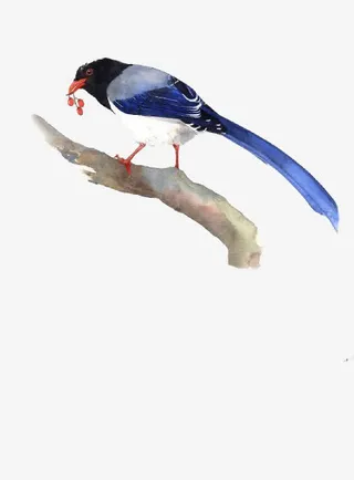 喜鹊免抠