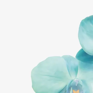 装饰花卉免抠 装饰花卉免抠