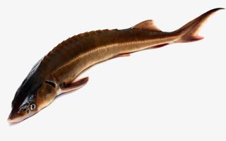 实物 鲟鱼 促销免抠