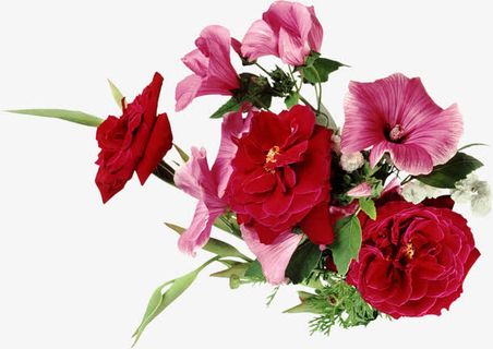 玫瑰花喇叭花免抠 玫瑰花喇叭花免抠