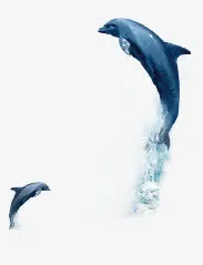 海豚玩耍实拍免抠