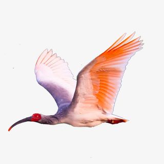 朱鹮国家保护动物免抠