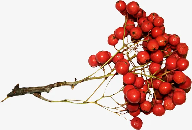红果免抠