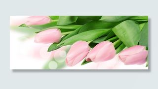 摄影郁金香花束背景高清