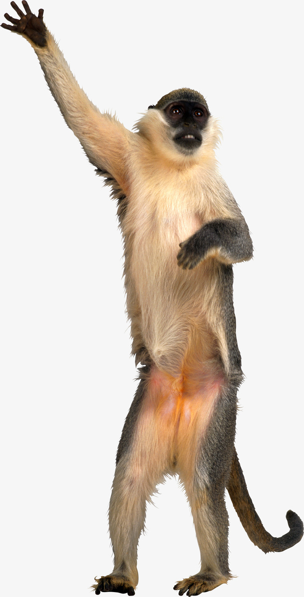 山中猿猴免抠