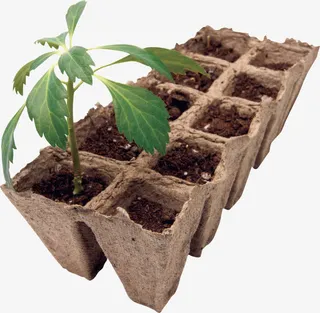 盆里的植物免抠