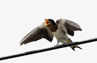 歌唱的燕子免抠