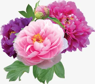 牡丹花 鲜花素材免抠