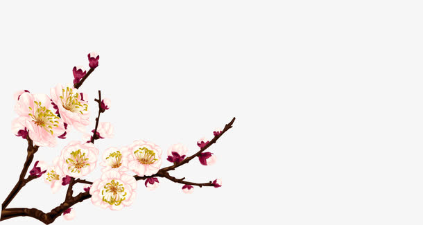 杏花免抠