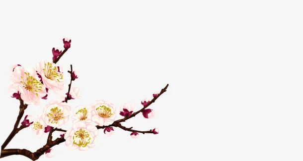 杏花免抠
