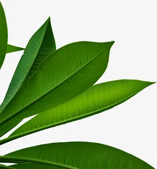 清新春季阳光植物树叶装饰免抠