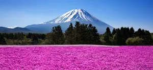 风景蓝色远山红花绿树背景高清